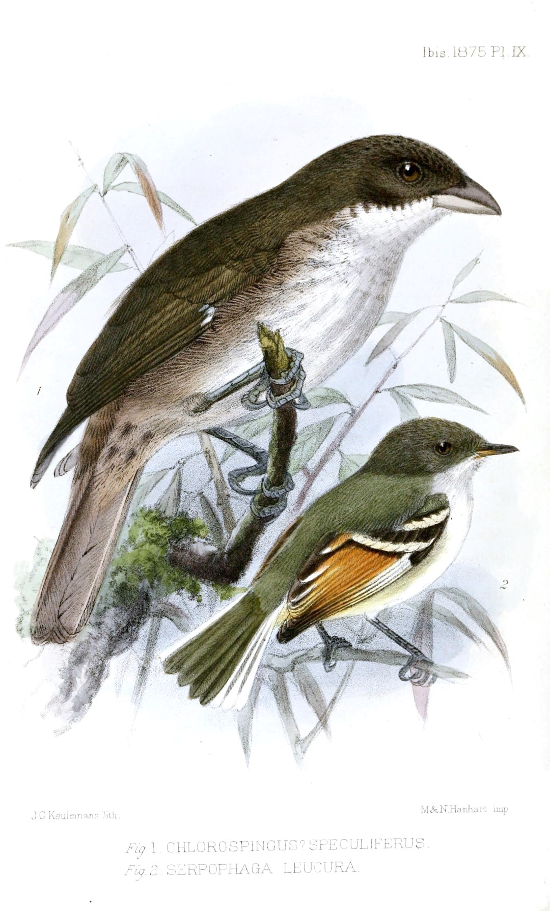 Golden-winged Tody-Flycatcher