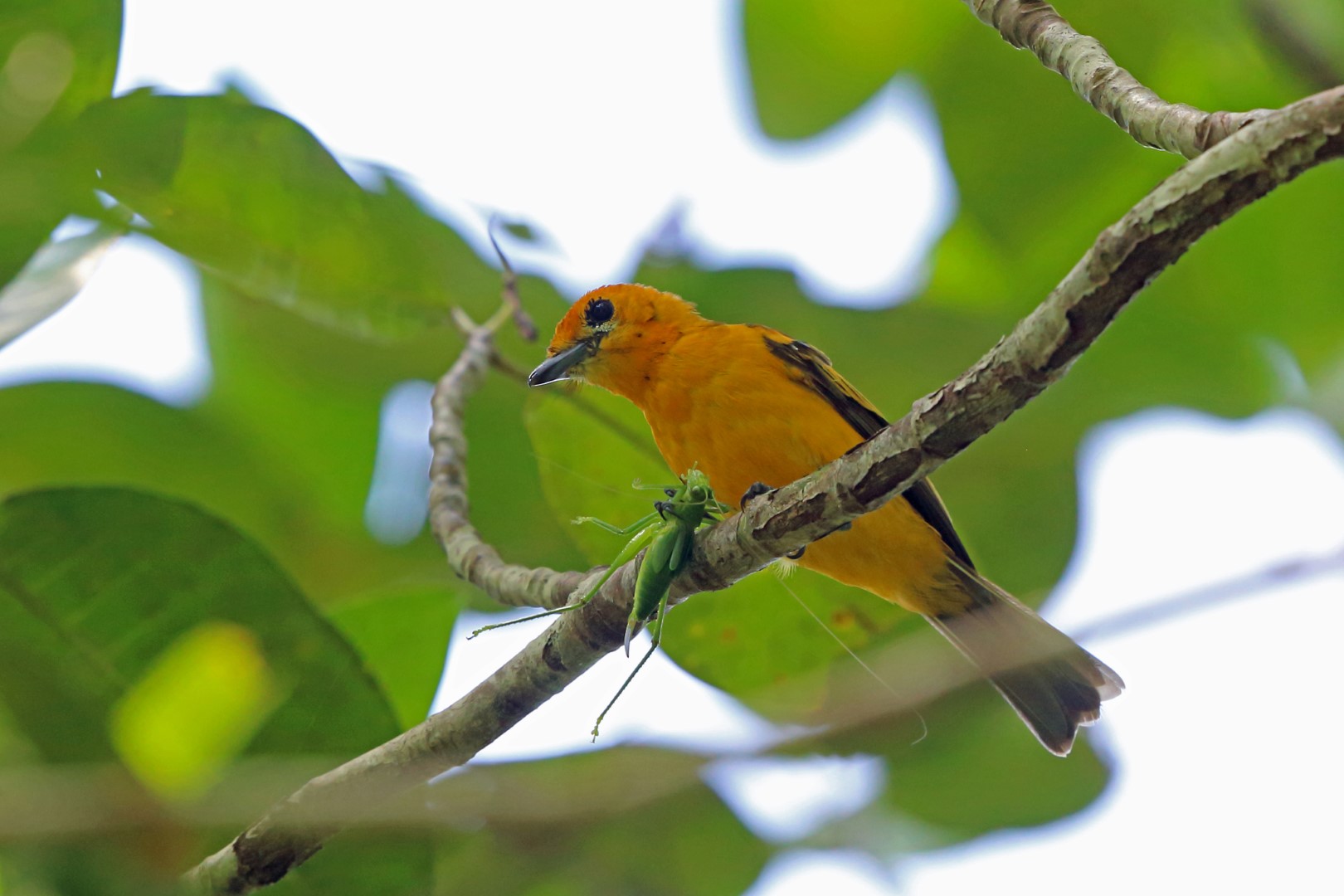 Golden-winged Warbler