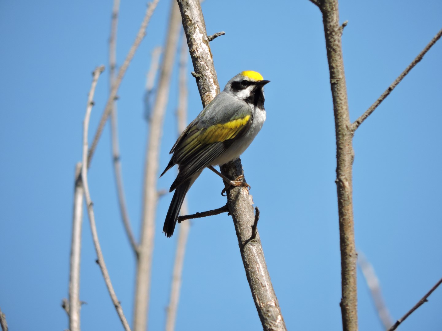 Golden-winged Warbler
