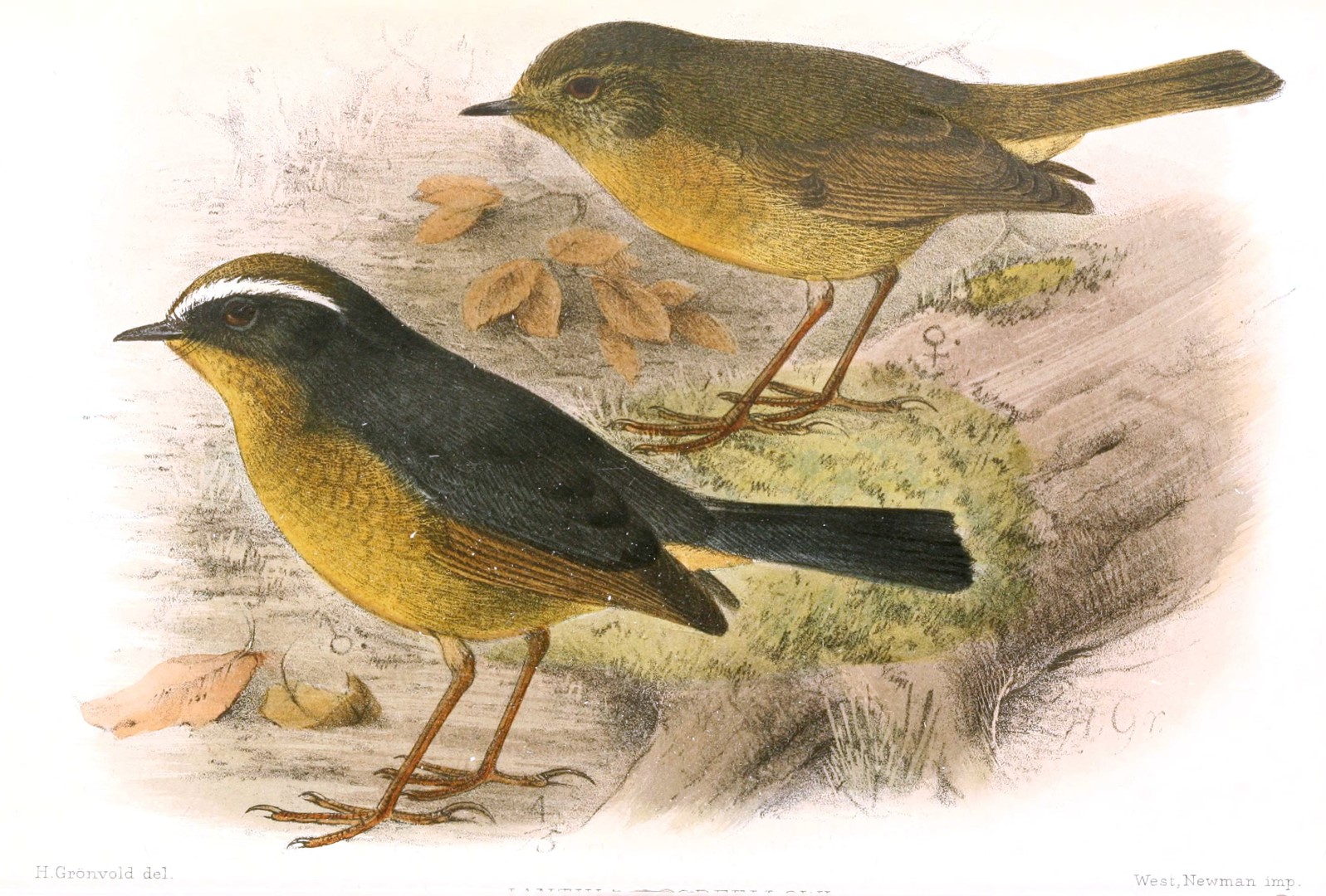 Goodfellow's Woodpecker