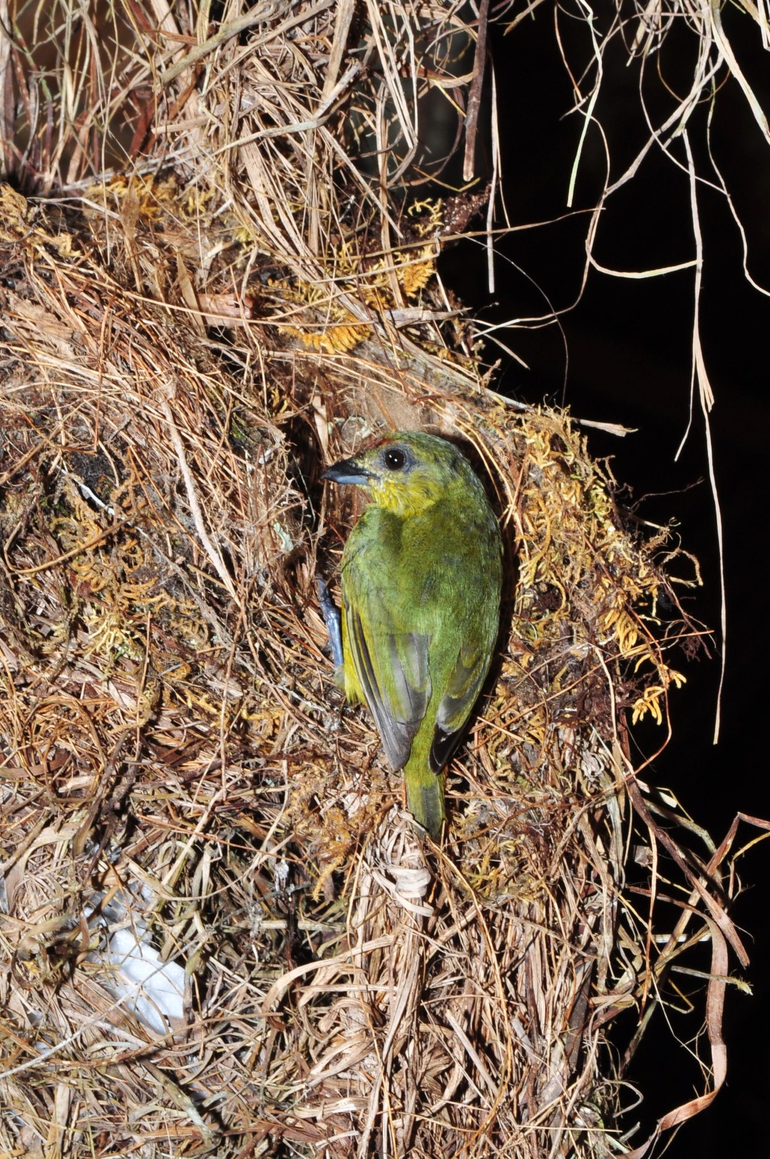 Gould's Euphonia