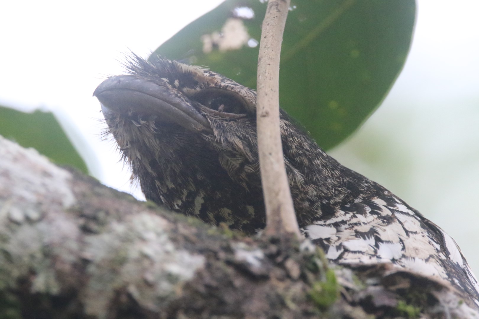 Gould's Frogmouth