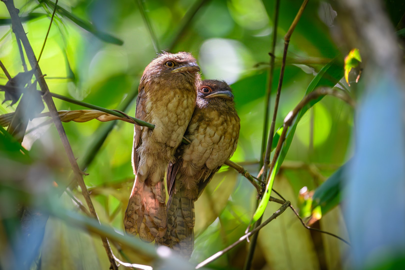 Gould's Frogmouth