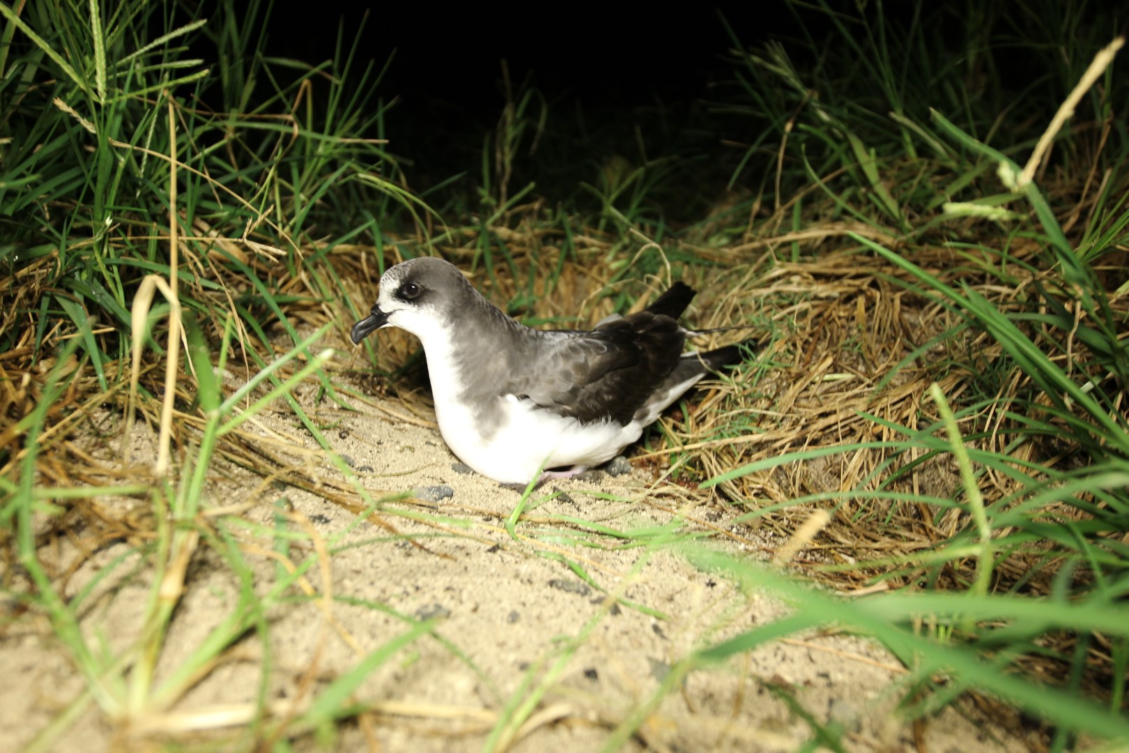Gould's Petrel