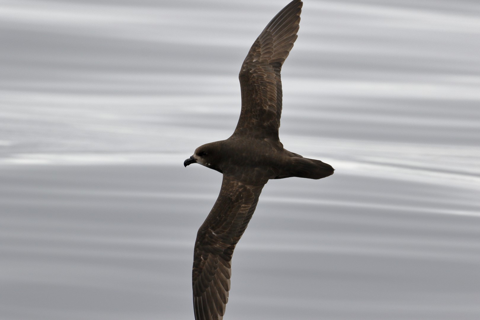 Gould's Petrel
