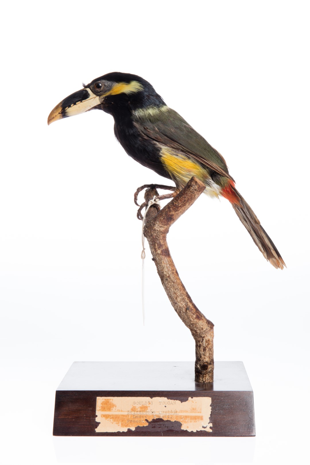 Gould's Toucanet