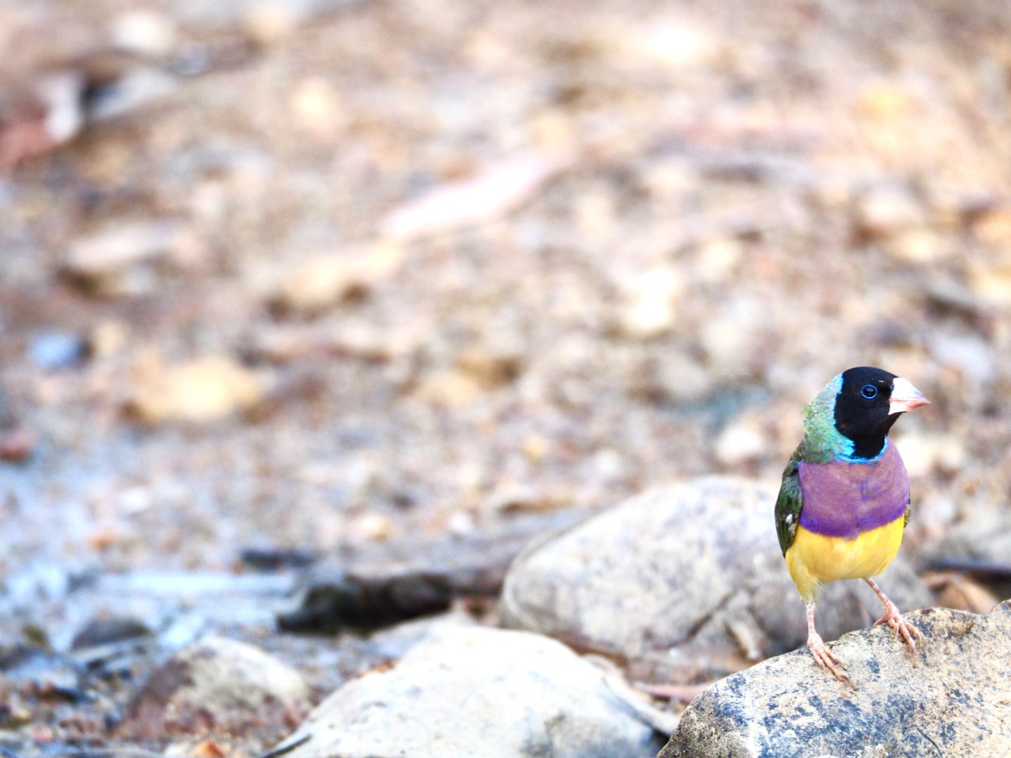 Gouldian Finch