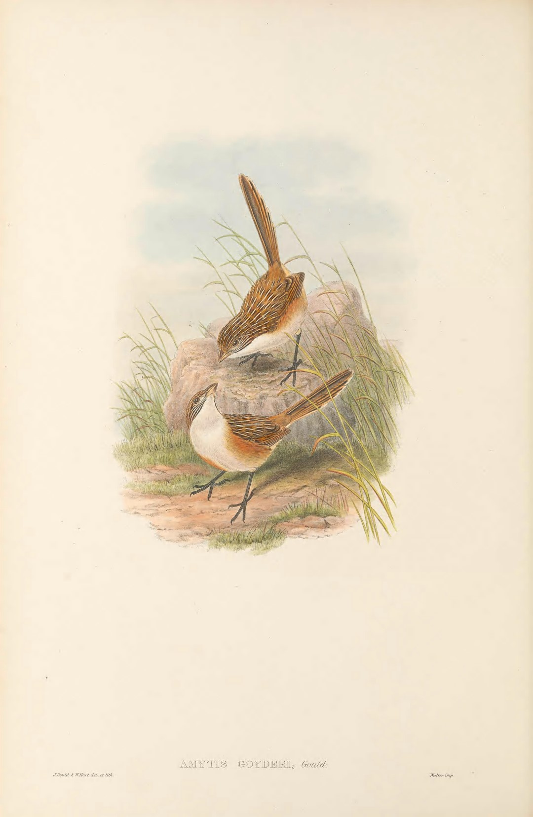Goyder's Grasswren