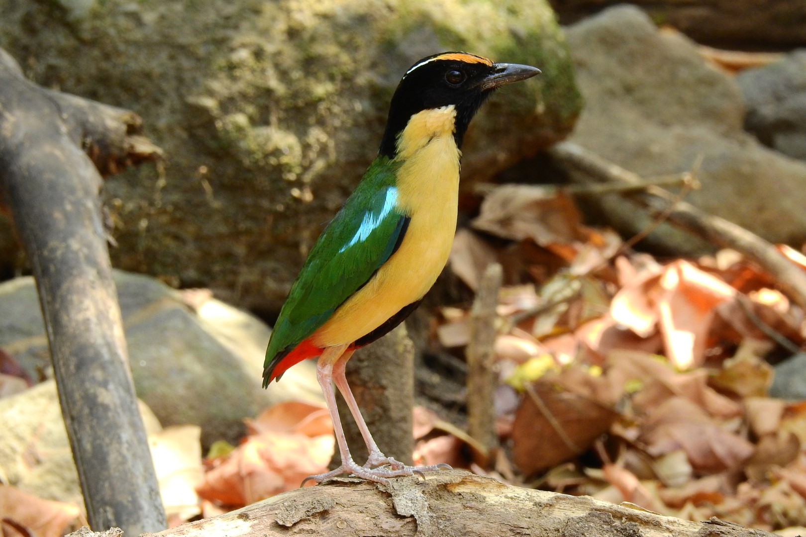 Graceful Pitta