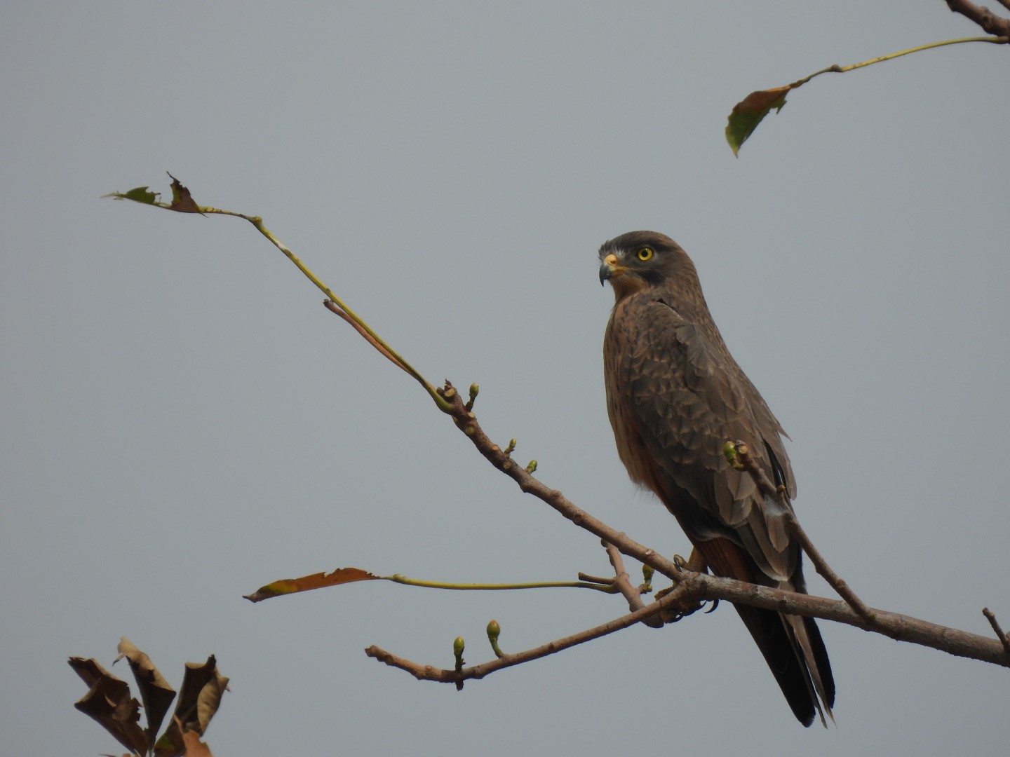 Grasshopper Buzzard
