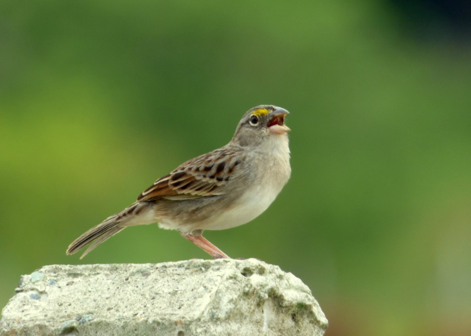 Grasshopper Sparrow