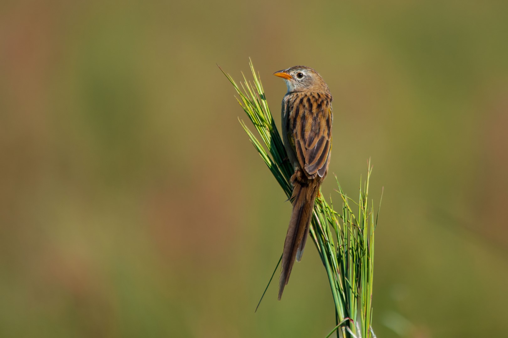 Grassland Sparrow