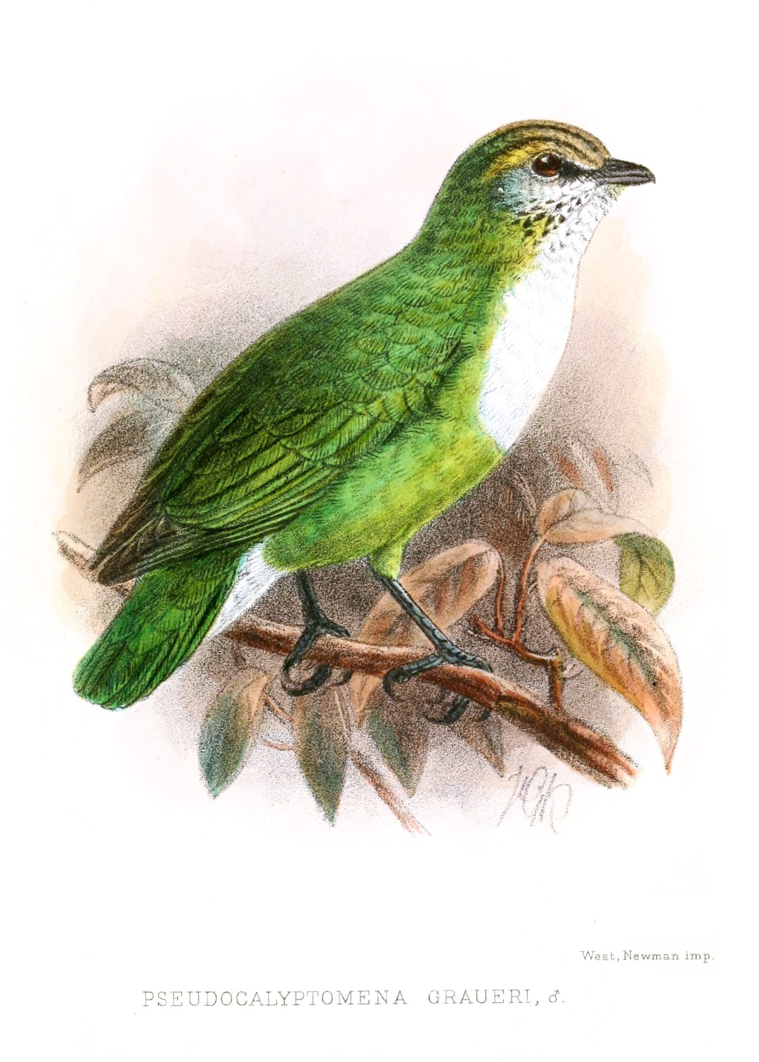 Grauer's Broadbill
