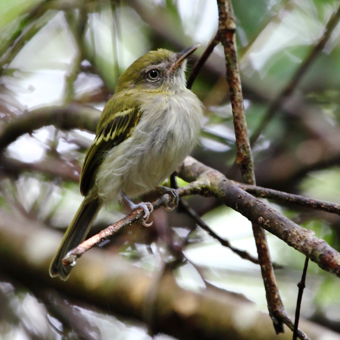 Gray-breasted Bamboo Tyrant