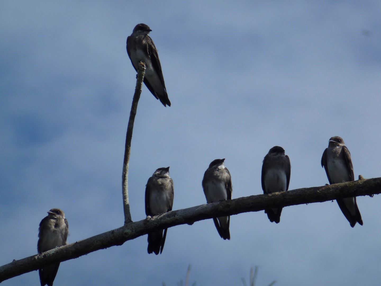 Gray-breasted Martin