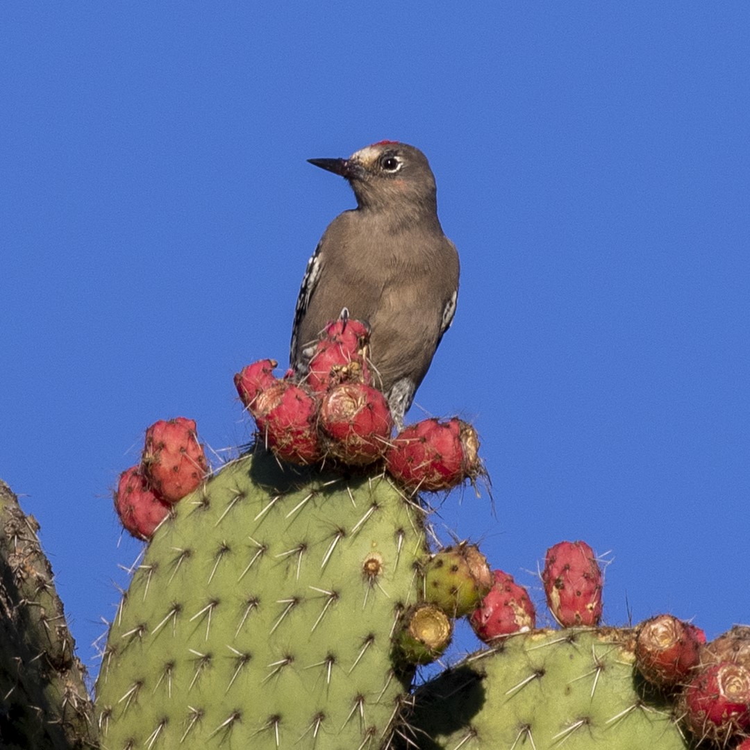 Gray-breasted Woodpecker
