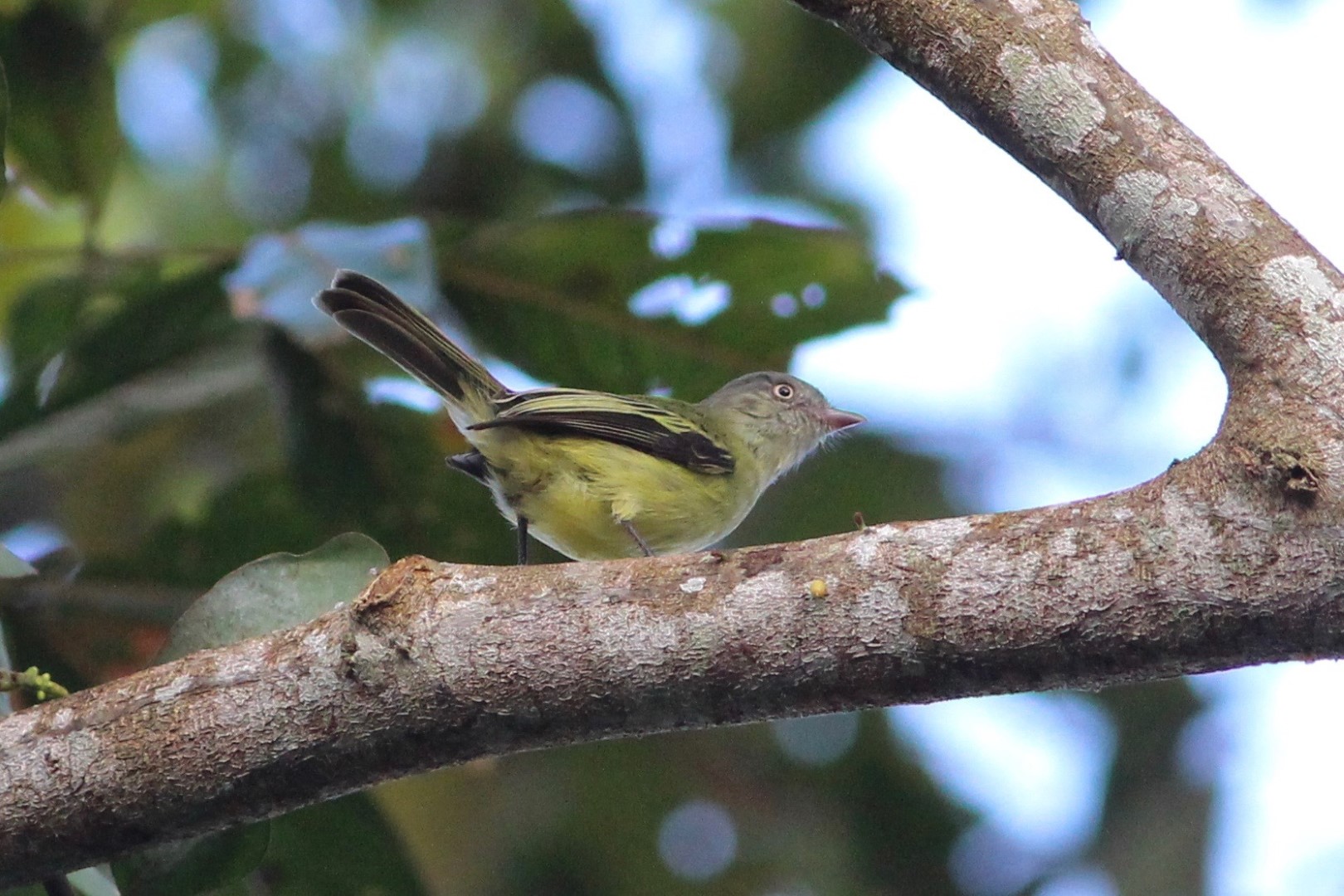 Gray-capped Tyrannulet