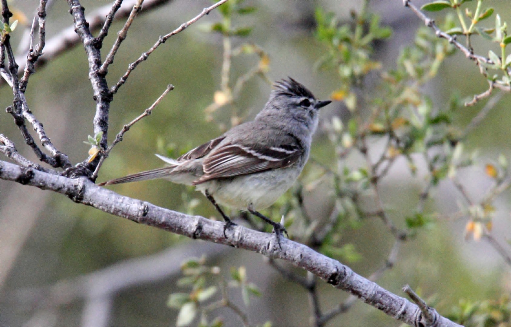 Gray-capped Tyrannulet