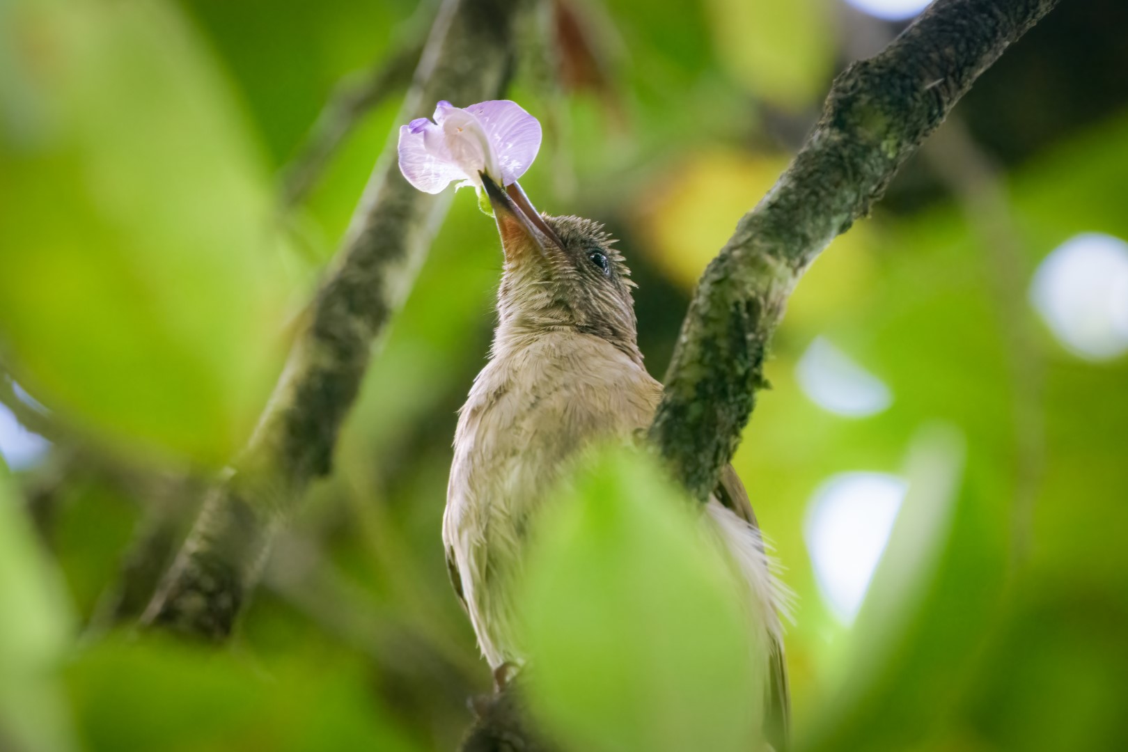 Gray-cheeked Bulbul