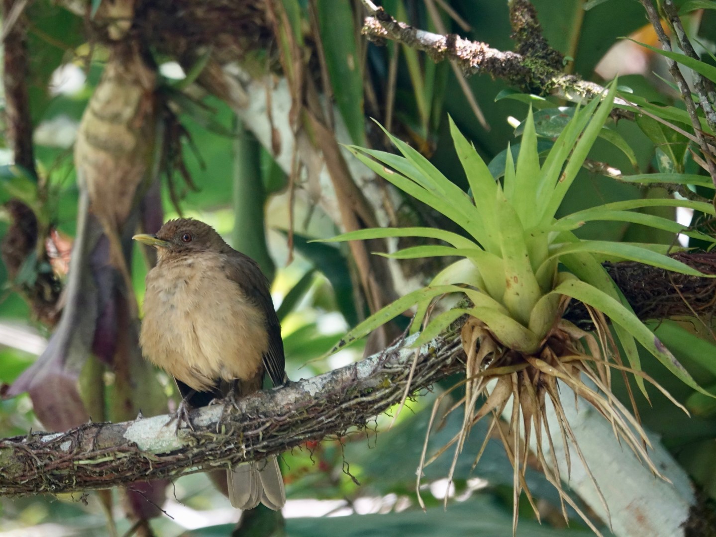 Gray-cheeked Thrush
