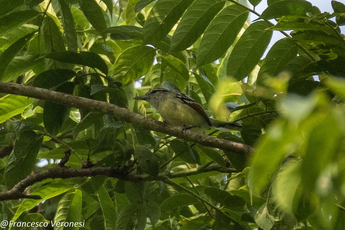Gray-chested Greenlet
