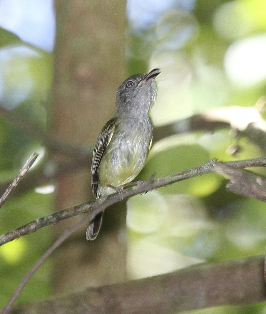 Gray-collared Becard