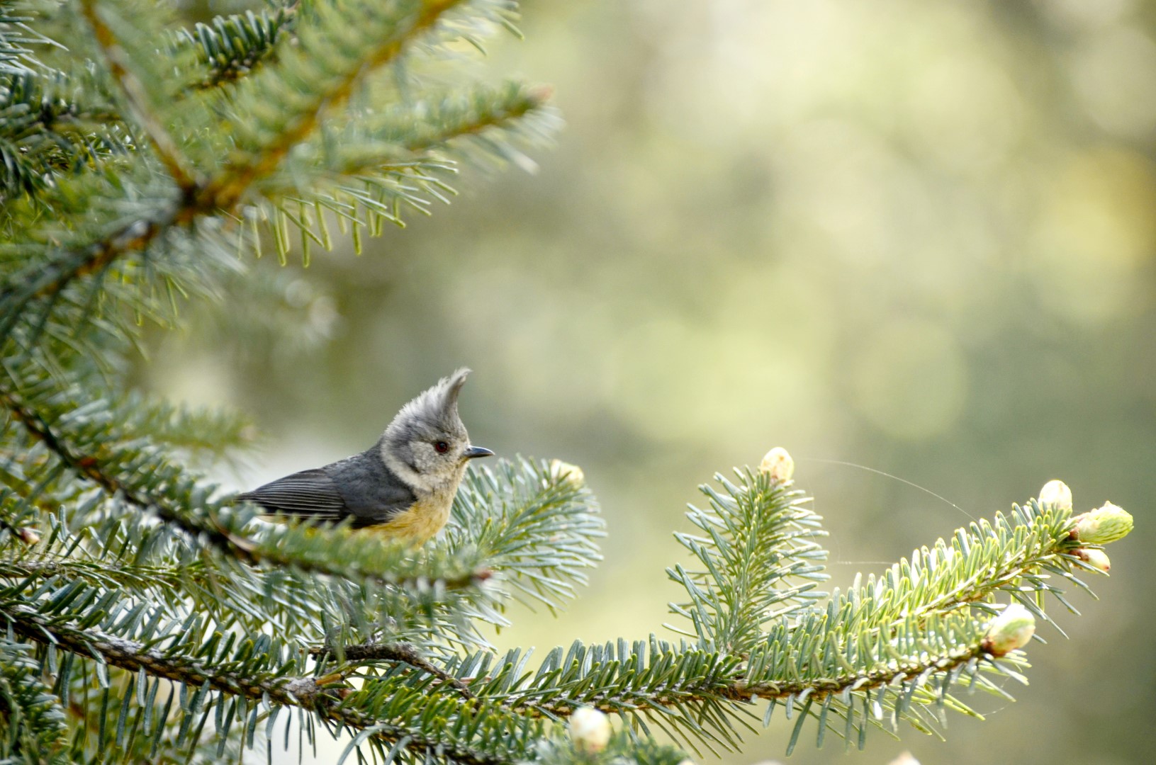 Gray-crested Tit