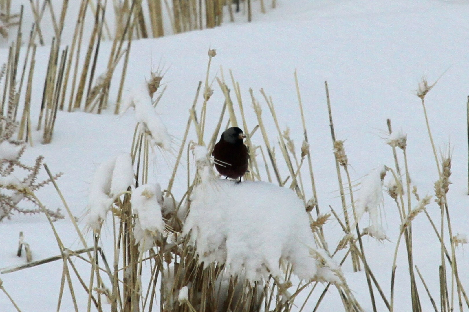 Gray-crowned Rosy-Finch