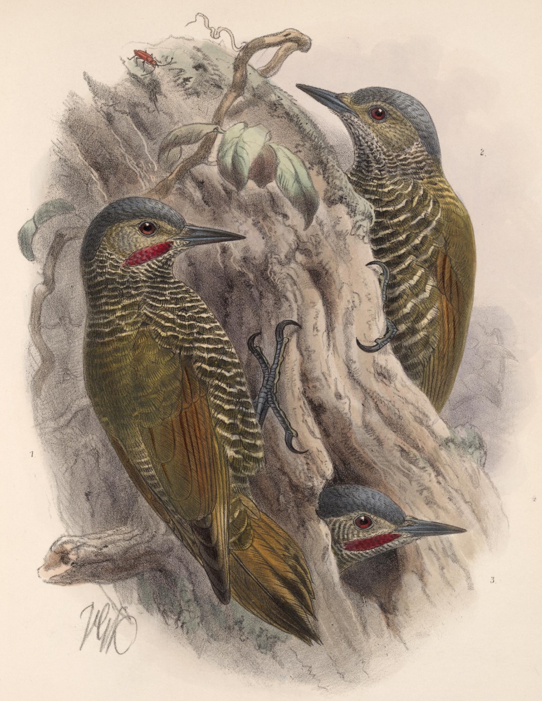 Gray-crowned Woodpecker