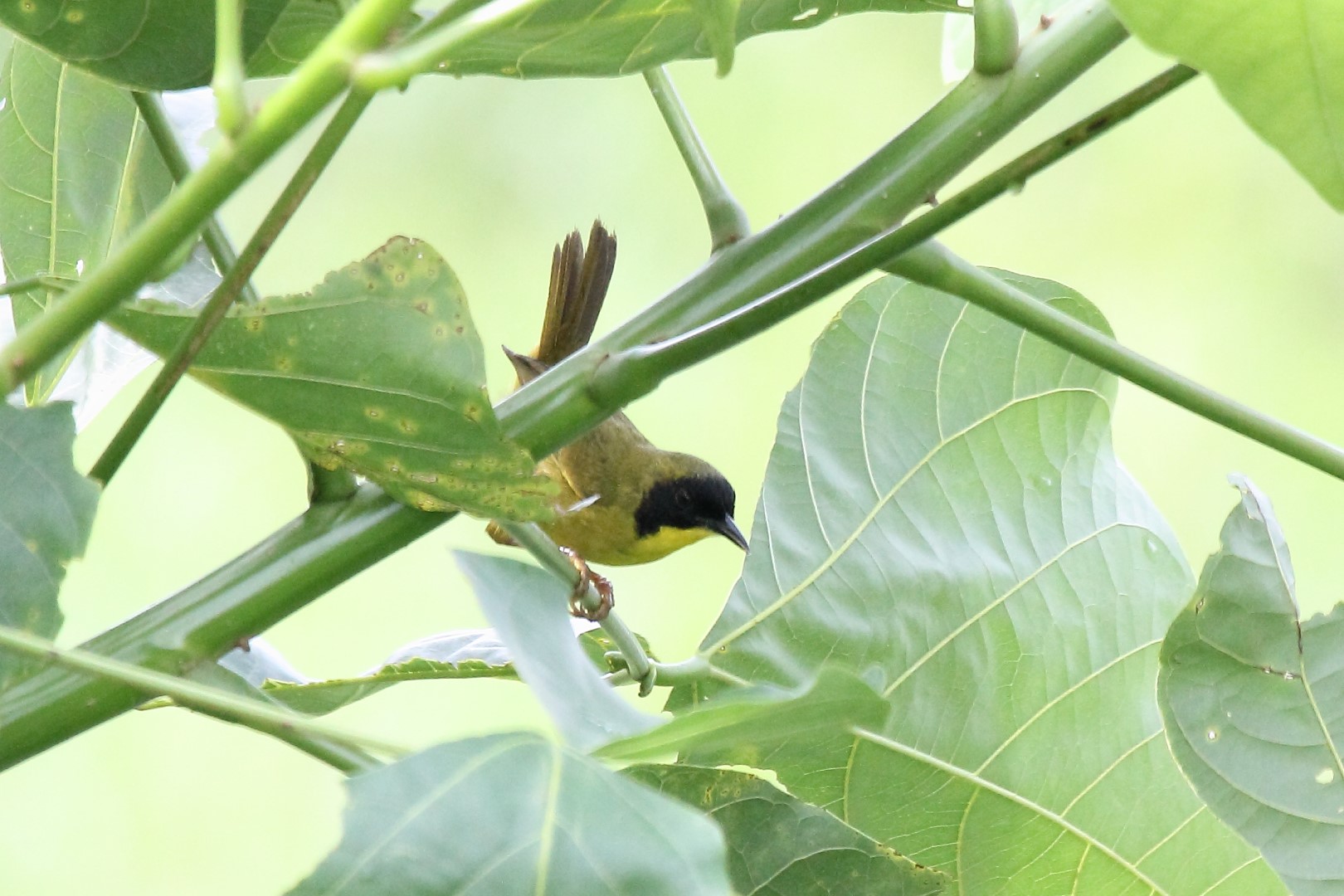 Gray-crowned Yellowthroat