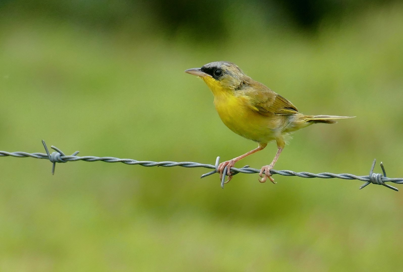 Gray-crowned Yellowthroat