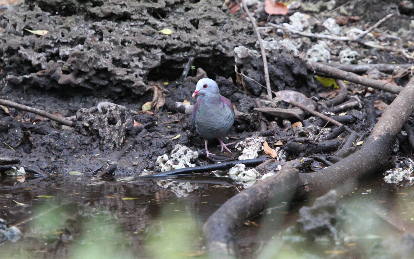 Gray-fronted Quail-Dove