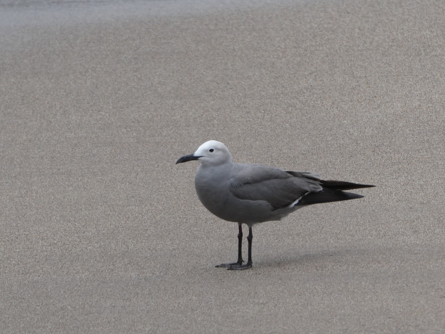 Gray Gull
