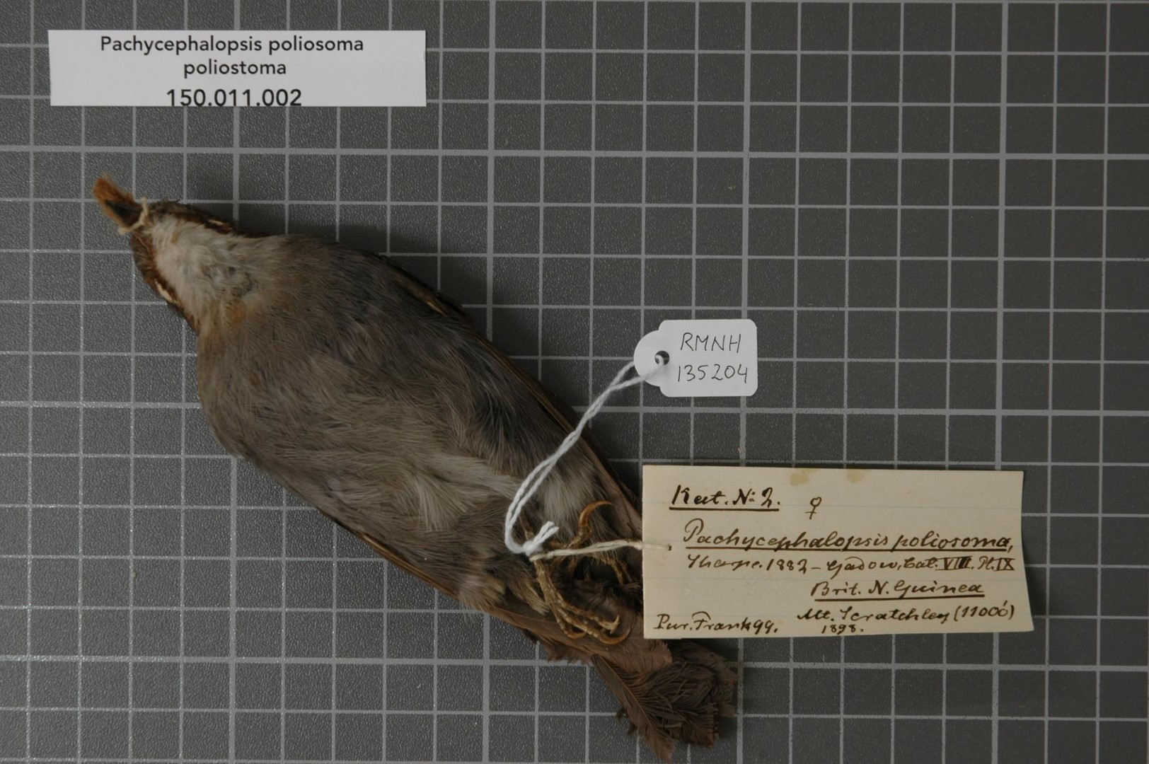 Gray-headed Bullfinch