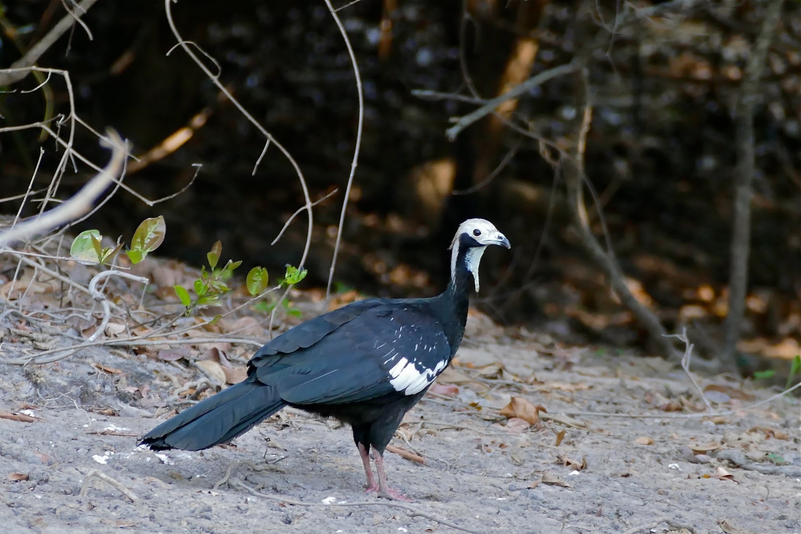 Gray-headed Chachalaca