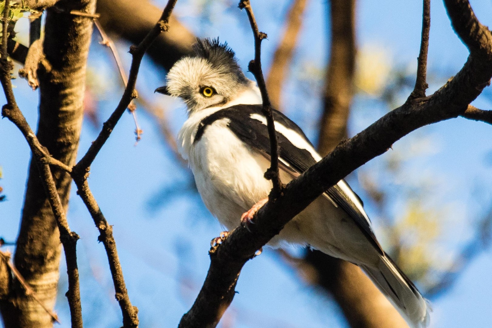 Gray-headed Helmetshrike
