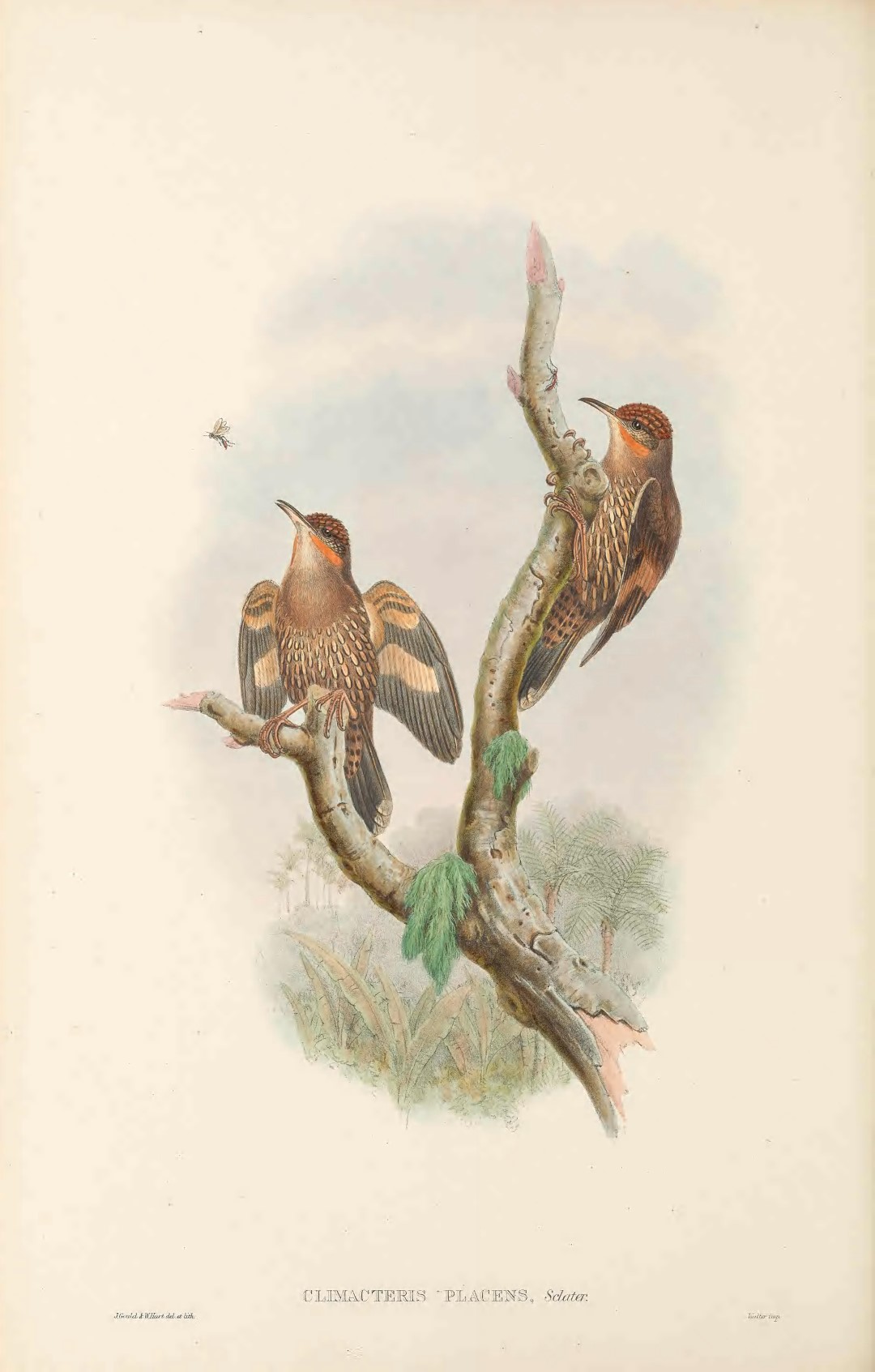 Gray-headed Whistler