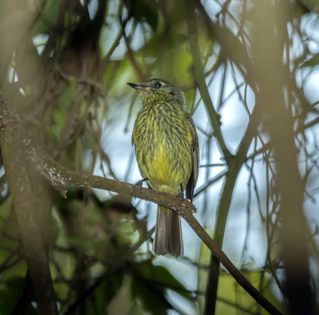 Gray-hooded Flycatcher