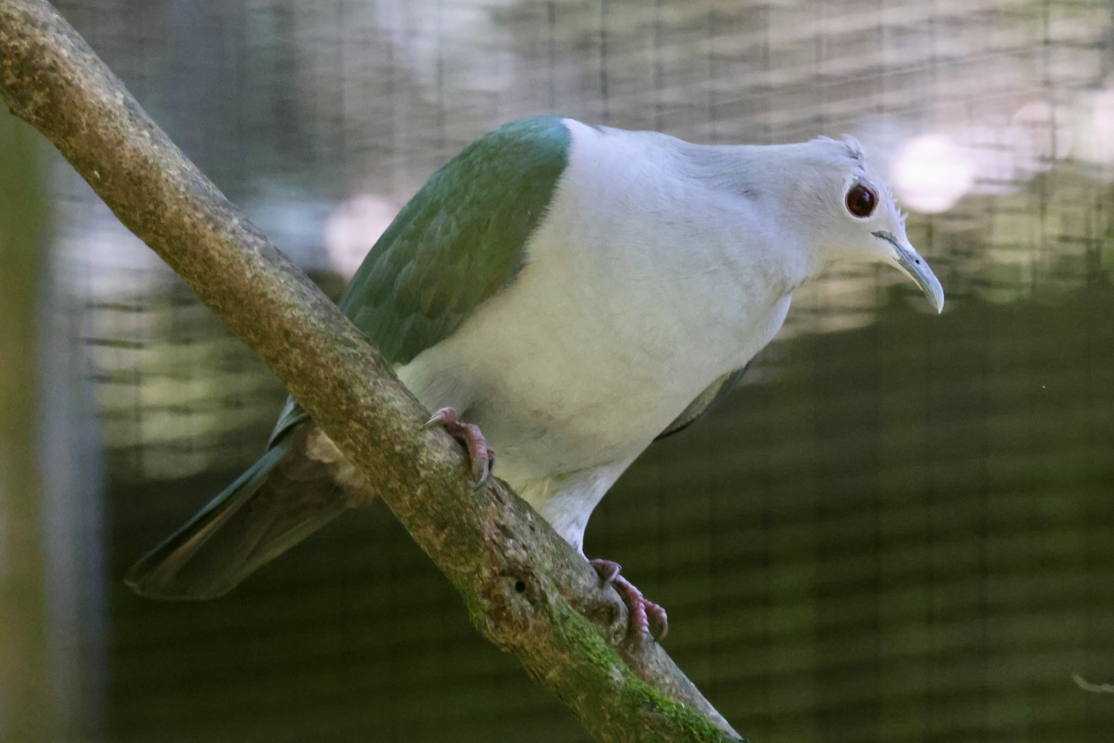 Gray Imperial Pigeon