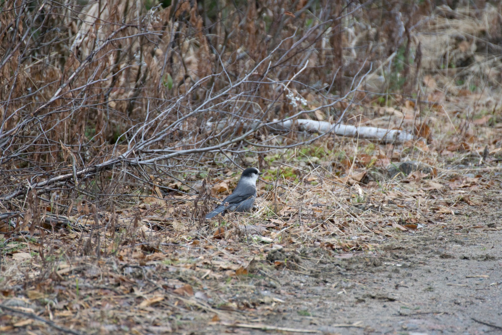 Gray Jay