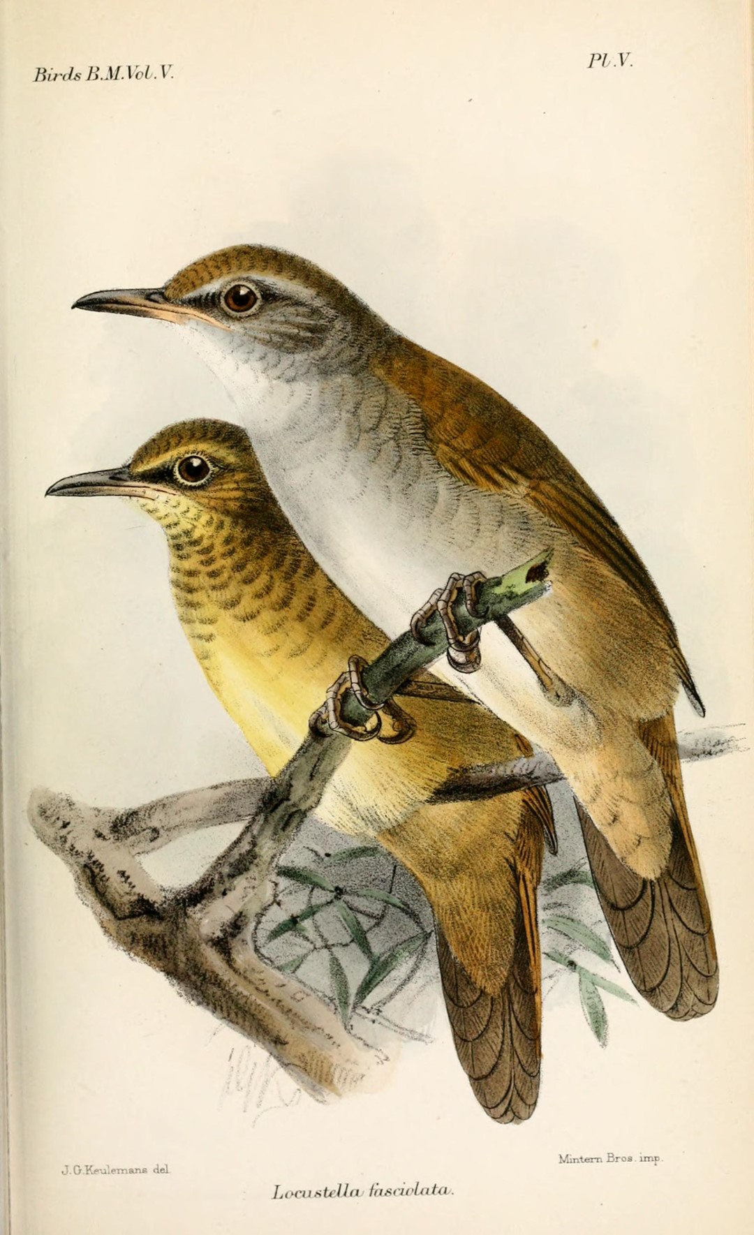 Gray's Grasshopper Warbler