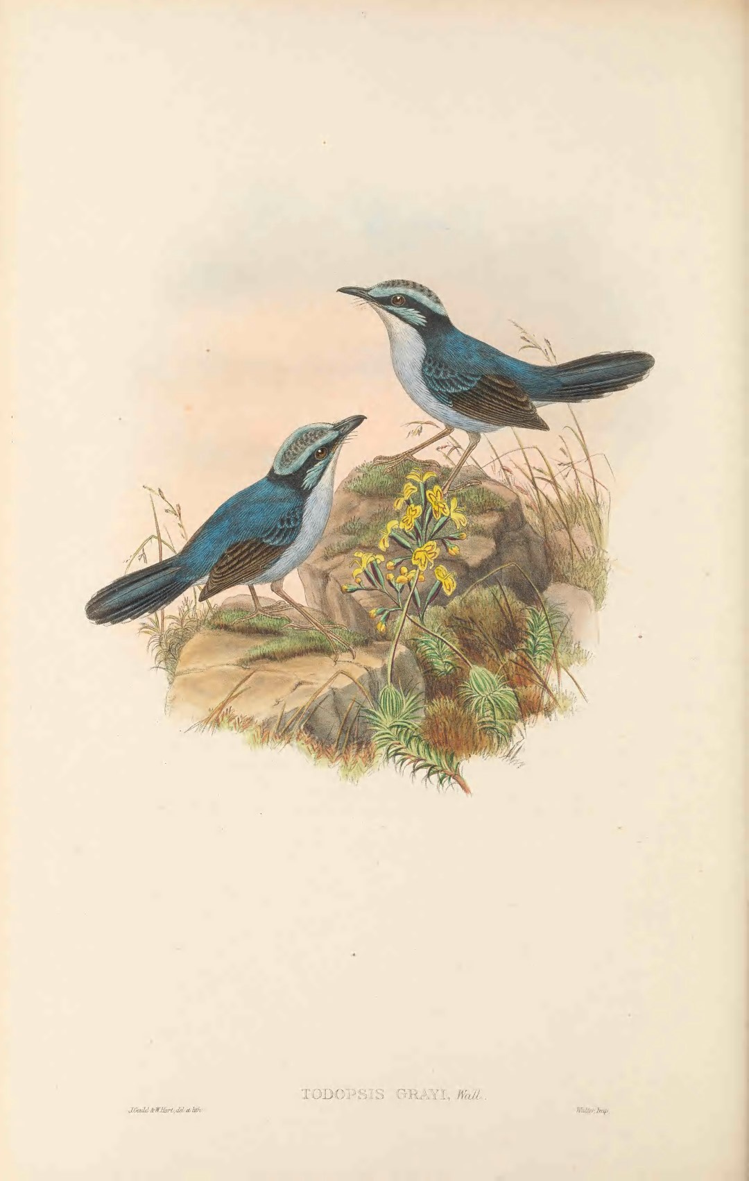 Gray's Warbler Finch