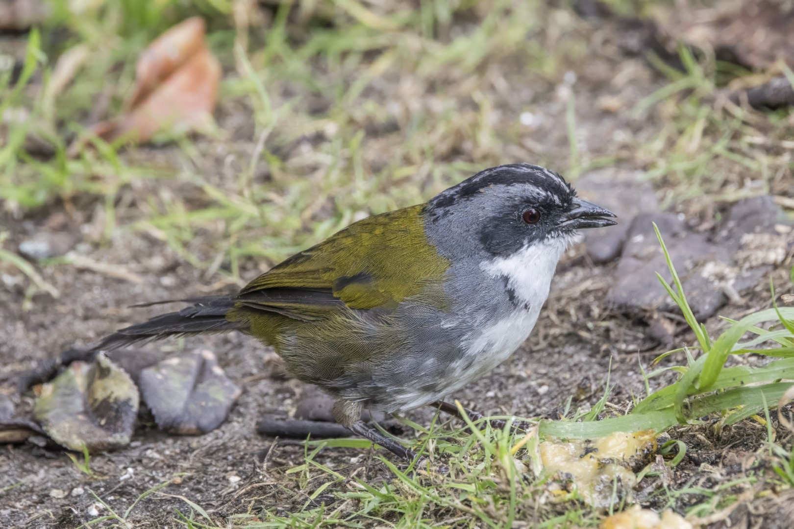 Gray-streaked Brushfinch