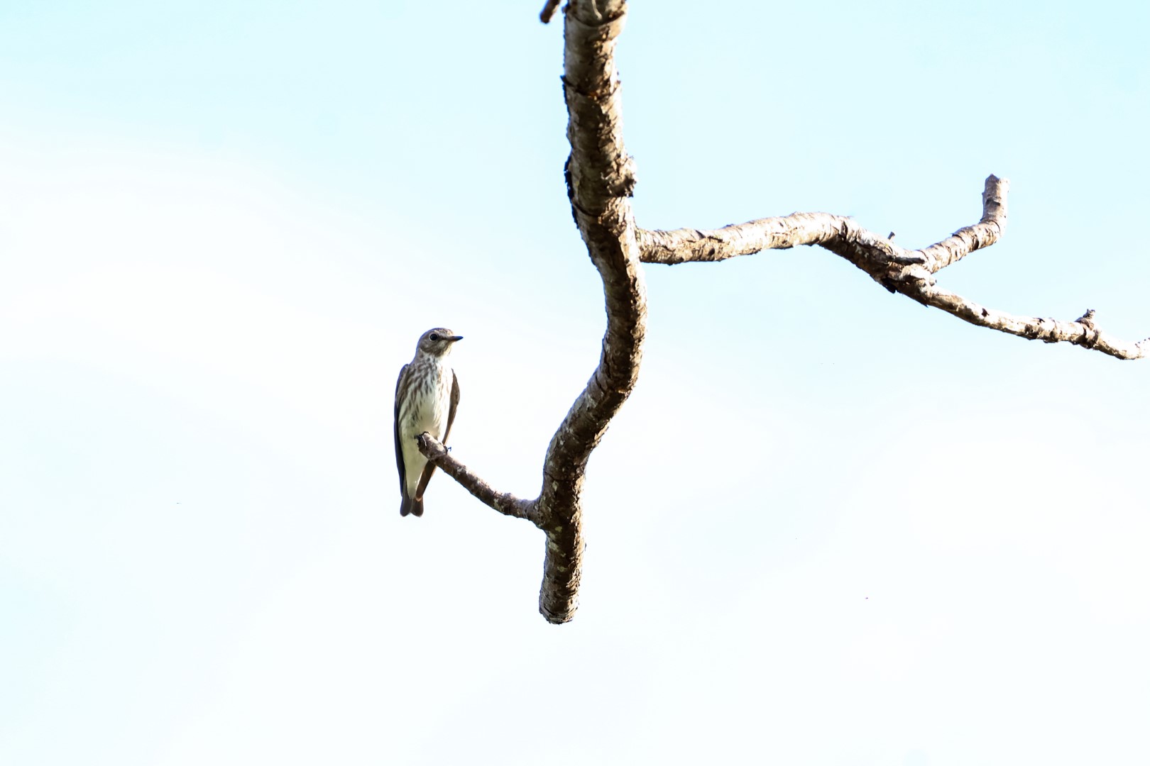 Gray-streaked Flycatcher