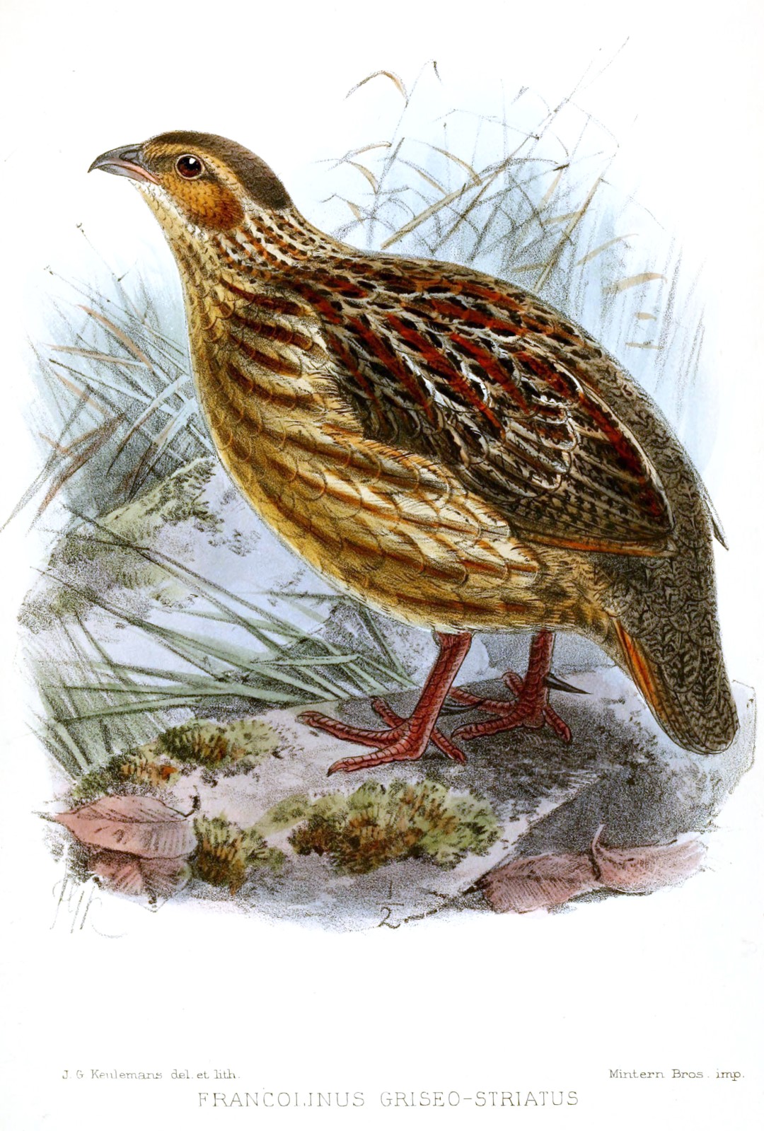 Gray-striped Francolin