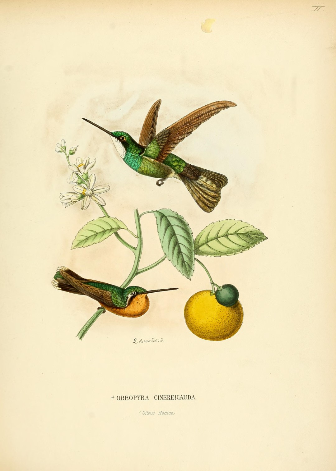 Gray-tailed Mountain-gem