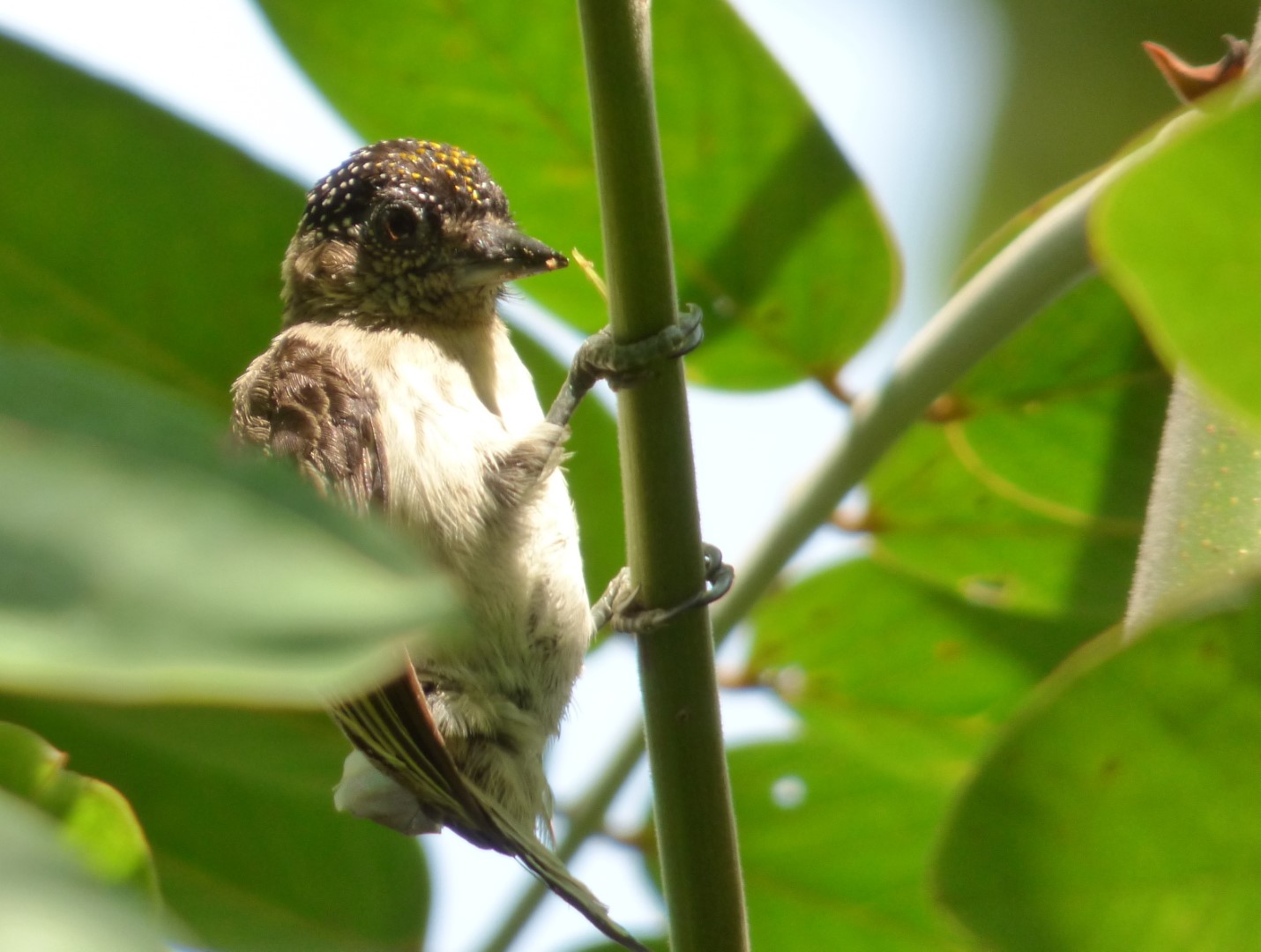 Grayish Piculet
