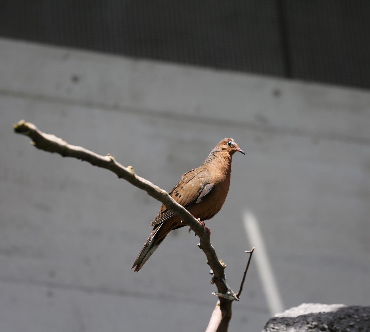 Grayson's Ground Dove