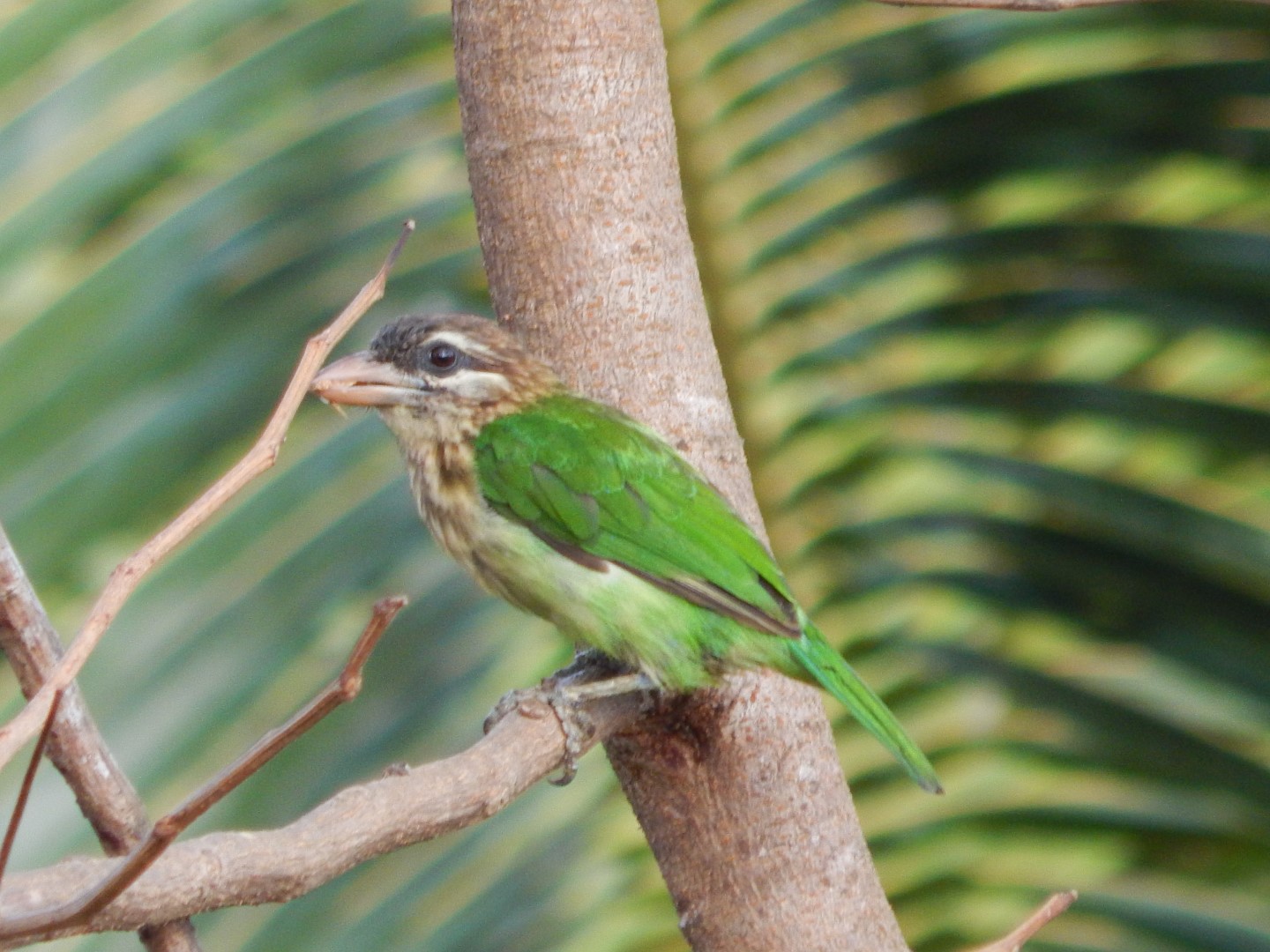 Great Barbet