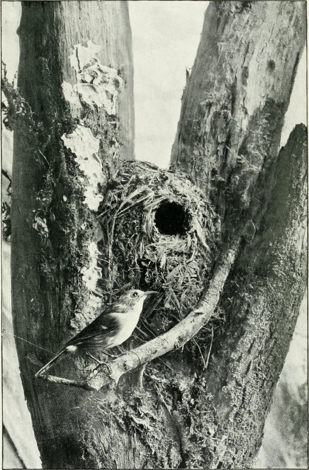 Great-billed Scrubwren